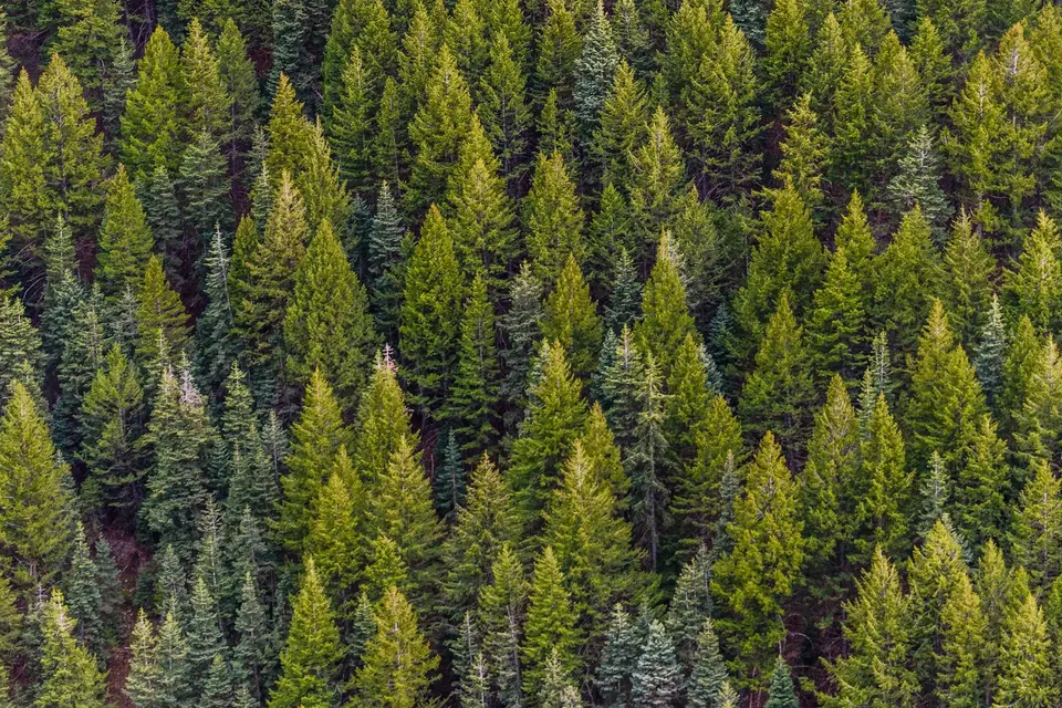 Pine forest seen from above